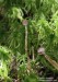 čepičatka močálová (Houby), Galerina paludosa (Fungi)